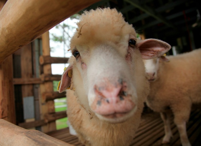 Help Your Animals Adjust to New Homesteading Land